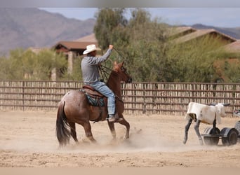 American Quarter Horse, Ruin, 5 Jaar, 152 cm, Roan-Red