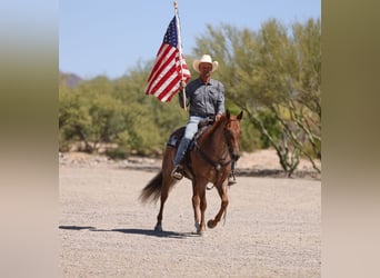 American Quarter Horse, Ruin, 5 Jaar, 152 cm, Roan-Red