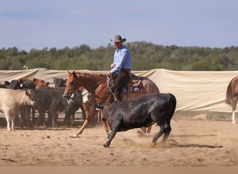 American Quarter Horse, Ruin, 5 Jaar, 152 cm, Roan-Red