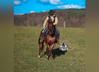 American Quarter Horse, Ruin, 5 Jaar, 152 cm, Roan-Red