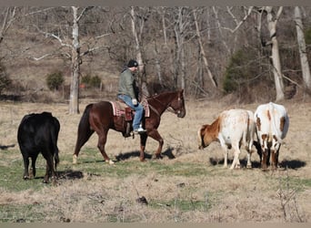 American Quarter Horse, Ruin, 5 Jaar, 152 cm, Roan-Red