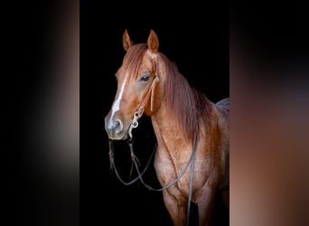 American Quarter Horse, Ruin, 5 Jaar, 152 cm, Roan-Red