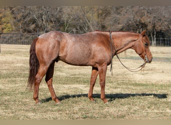 American Quarter Horse, Ruin, 5 Jaar, 152 cm, Roan-Red