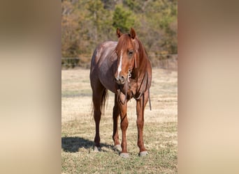 American Quarter Horse, Ruin, 5 Jaar, 152 cm, Roan-Red