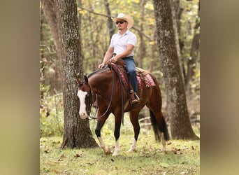 American Quarter Horse, Ruin, 5 Jaar, 152 cm, Roodbruin