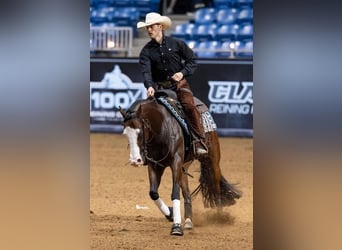American Quarter Horse, Ruin, 5 Jaar, 152 cm, Roodbruin