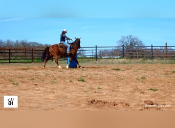 American Quarter Horse, Ruin, 5 Jaar, 152 cm, Roodbruin