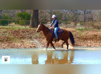 American Quarter Horse, Ruin, 5 Jaar, 152 cm, Roodbruin