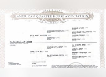 American Quarter Horse, Ruin, 5 Jaar, 152 cm, Roodbruin