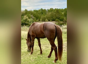 American Quarter Horse Mix, Ruin, 5 Jaar, 152 cm, Roodvos