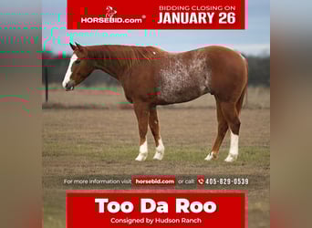 American Quarter Horse, Ruin, 5 Jaar, 152 cm, Roodvos