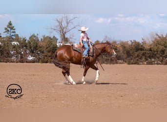 American Quarter Horse, Ruin, 5 Jaar, 152 cm, Roodvos