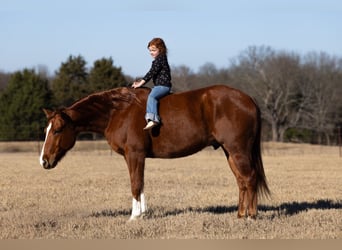 American Quarter Horse, Ruin, 5 Jaar, 152 cm, Roodvos