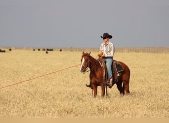 American Quarter Horse, Ruin, 5 Jaar, 152 cm, Roodvos