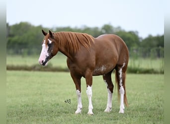 American Quarter Horse, Ruin, 5 Jaar, 152 cm, Roodvos