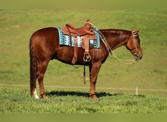 American Quarter Horse, Ruin, 5 Jaar, 152 cm, Roodvos