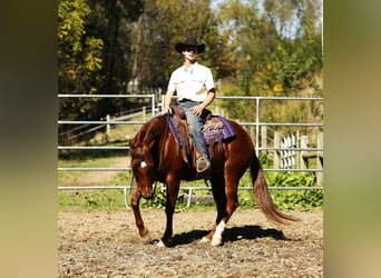 American Quarter Horse, Ruin, 5 Jaar, 152 cm, Roodvos