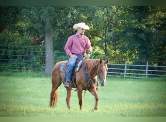 American Quarter Horse, Ruin, 5 Jaar, 152 cm, Roodvos