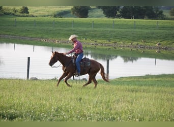 American Quarter Horse, Ruin, 5 Jaar, 152 cm, Roodvos