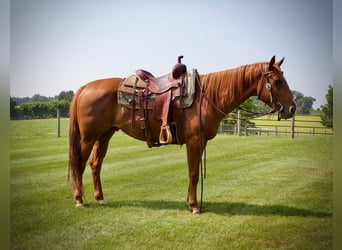 American Quarter Horse, Ruin, 5 Jaar, 152 cm, Roodvos