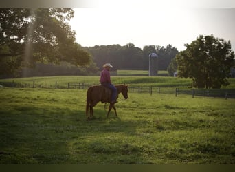 American Quarter Horse, Ruin, 5 Jaar, 152 cm, Roodvos