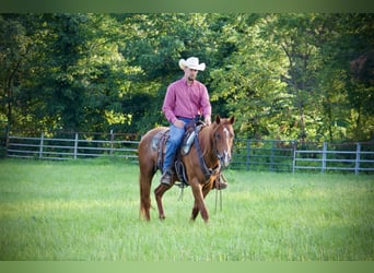 American Quarter Horse, Ruin, 5 Jaar, 152 cm, Roodvos