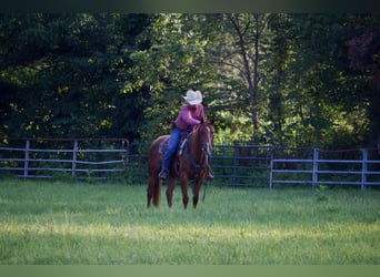 American Quarter Horse, Ruin, 5 Jaar, 152 cm, Roodvos