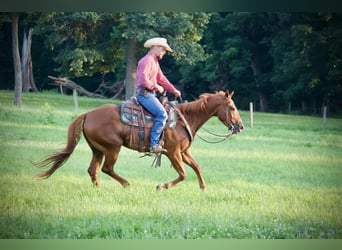 American Quarter Horse, Ruin, 5 Jaar, 152 cm, Roodvos