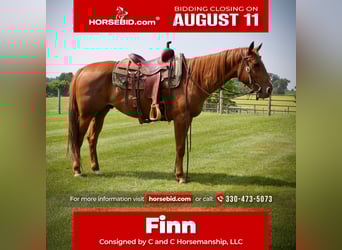 American Quarter Horse, Ruin, 5 Jaar, 152 cm, Roodvos