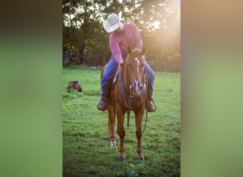 American Quarter Horse, Ruin, 5 Jaar, 152 cm, Roodvos