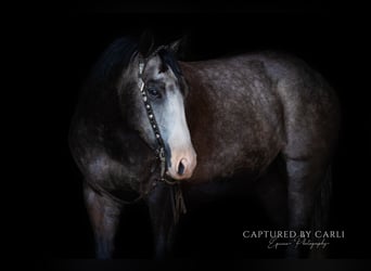 American Quarter Horse, Ruin, 5 Jaar, 152 cm, Schimmel
