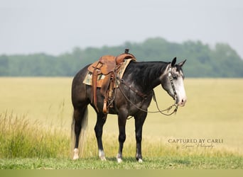 American Quarter Horse, Ruin, 5 Jaar, 152 cm, Schimmel