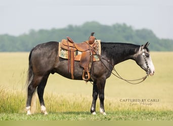American Quarter Horse, Ruin, 5 Jaar, 152 cm, Schimmel