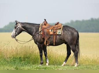 American Quarter Horse, Ruin, 5 Jaar, 152 cm, Schimmel