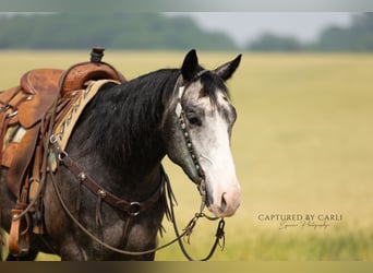 American Quarter Horse, Ruin, 5 Jaar, 152 cm, Schimmel