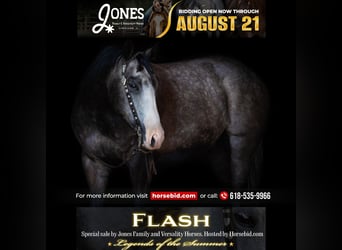 American Quarter Horse, Ruin, 5 Jaar, 152 cm, Schimmel