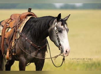 American Quarter Horse, Ruin, 5 Jaar, 152 cm, Schimmel