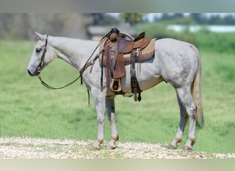 American Quarter Horse, Ruin, 5 Jaar, 152 cm, Schimmel