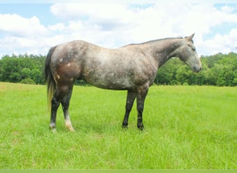 American Quarter Horse, Ruin, 5 Jaar, 152 cm, Schimmel