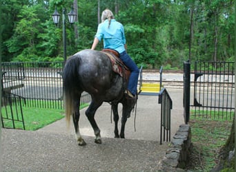 American Quarter Horse, Ruin, 5 Jaar, 152 cm, Schimmel