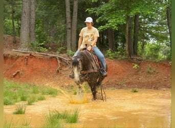 American Quarter Horse, Ruin, 5 Jaar, 152 cm, Schimmel