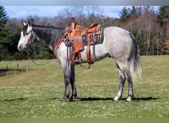 American Quarter Horse, Ruin, 5 Jaar, 152 cm, Schimmel