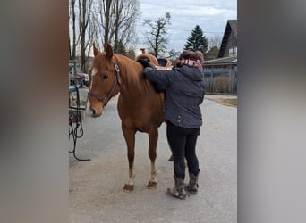 American Quarter Horse, Ruin, 5 Jaar, 152 cm, Vos