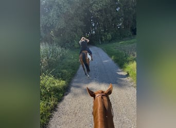 American Quarter Horse, Ruin, 5 Jaar, 152 cm, Vos