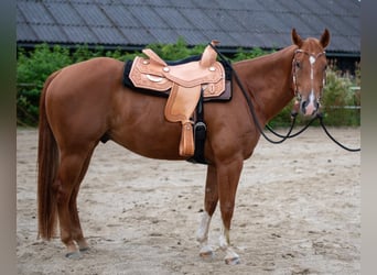 American Quarter Horse, Ruin, 5 Jaar, 152 cm, Vos