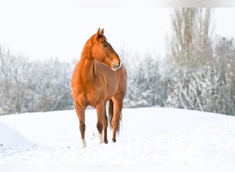 American Quarter Horse, Ruin, 5 Jaar, 152 cm, Vos