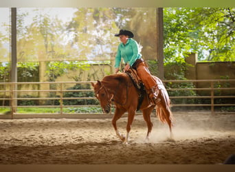 American Quarter Horse, Ruin, 5 Jaar, 152 cm, Vos