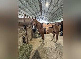 American Quarter Horse, Ruin, 5 Jaar, 152 cm, Vos