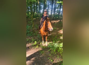 American Quarter Horse, Ruin, 5 Jaar, 152 cm, Vos