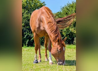 American Quarter Horse, Ruin, 5 Jaar, 152 cm, Vos